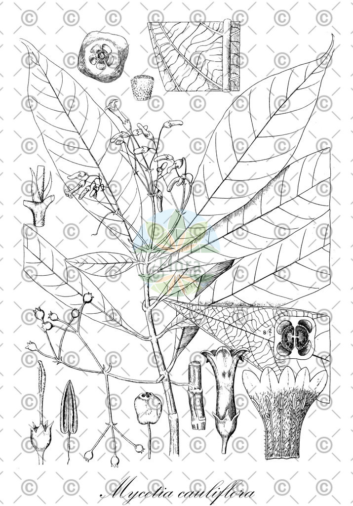 HistAbb_7PL72_1_ENZY_Simple | Historische Abbildung von Mycetia cauliflora - Rubiaceae | Historical Illustration of Mycetia cauliflora - Rubiaceae