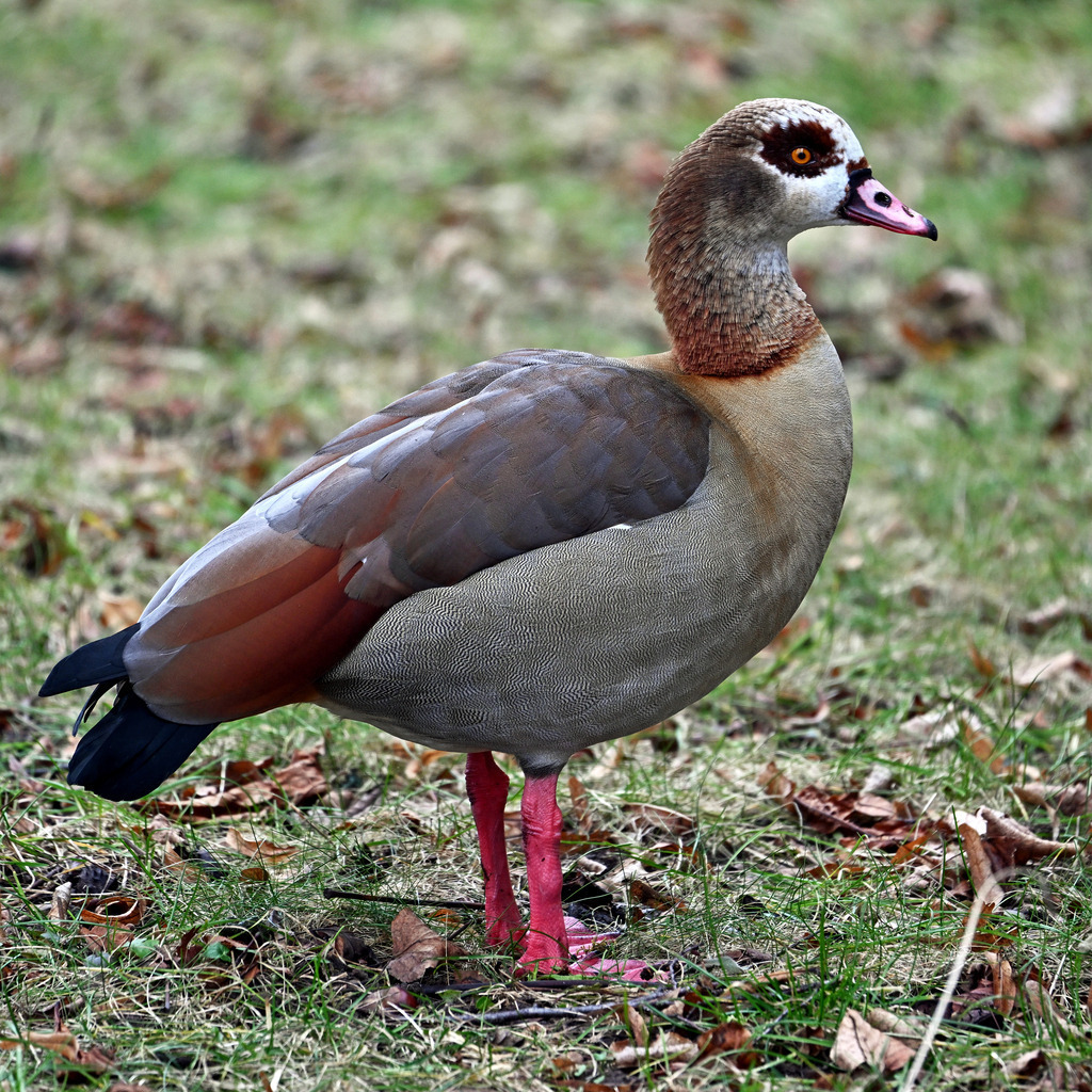 Nilgans | lucisnaturbilder - Realisiert mit Pictrs.com