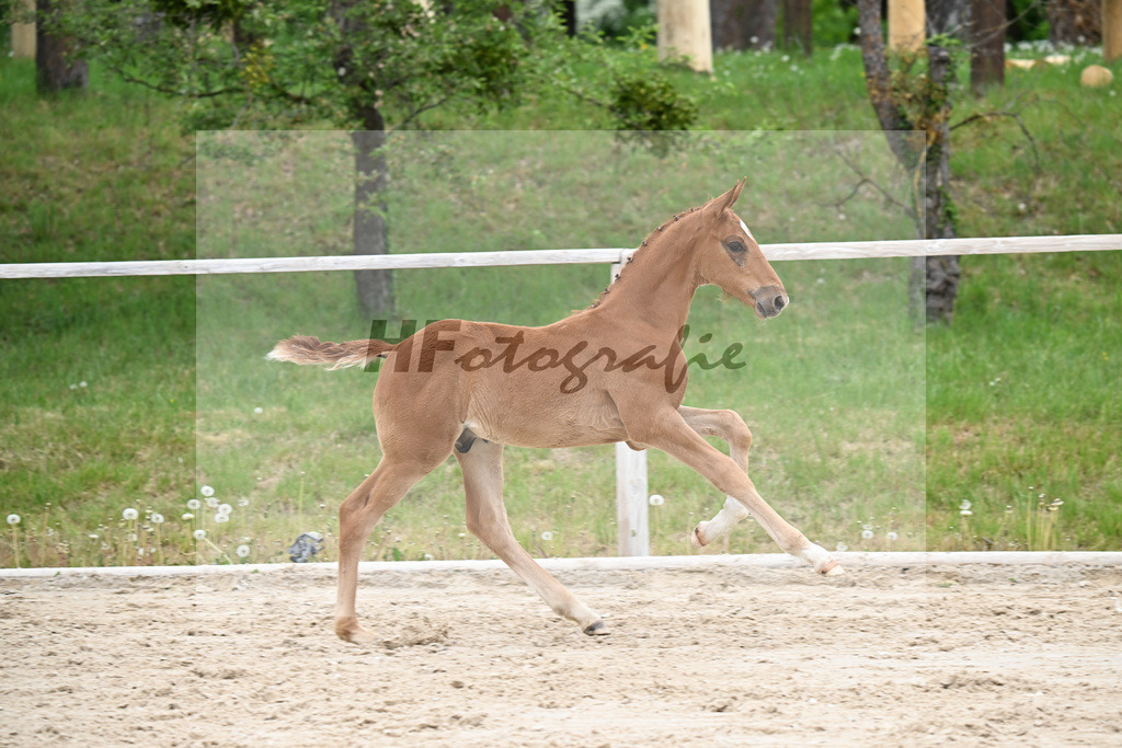 Kat-Nr. 22 HF Chaccothage Blue PS x Asti Spumante_Wimmer_24260483 | hf-fotografie - Realisiert mit Pictrs.com