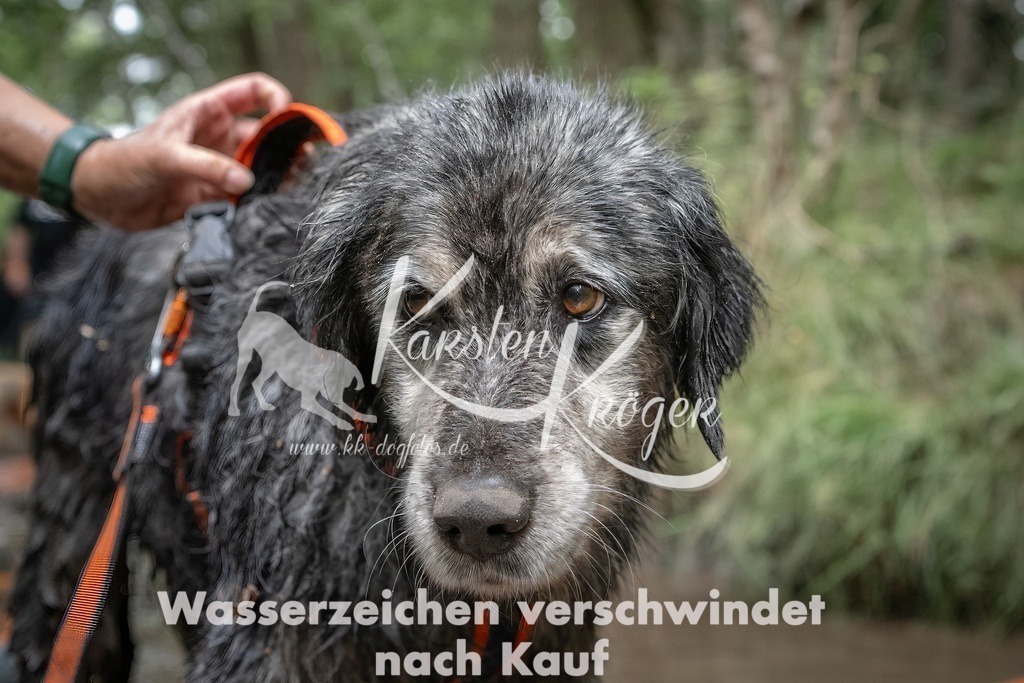 1235_ZZ90107T | kk-dogfotos