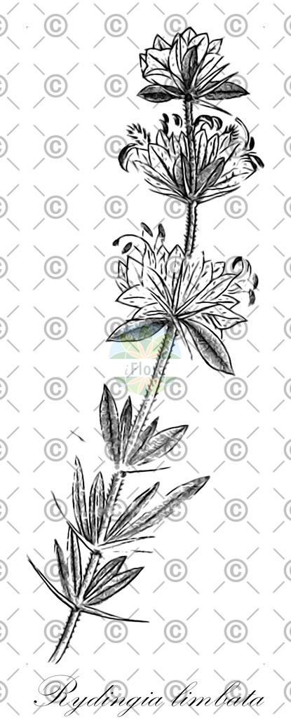HistAbb_wfo-0001036611_1_ENZY_Simple | Historische Abbildung von Rydingia limbata - Lamiaceae | Historical Illustration of Rydingia limbata - Lamiaceae