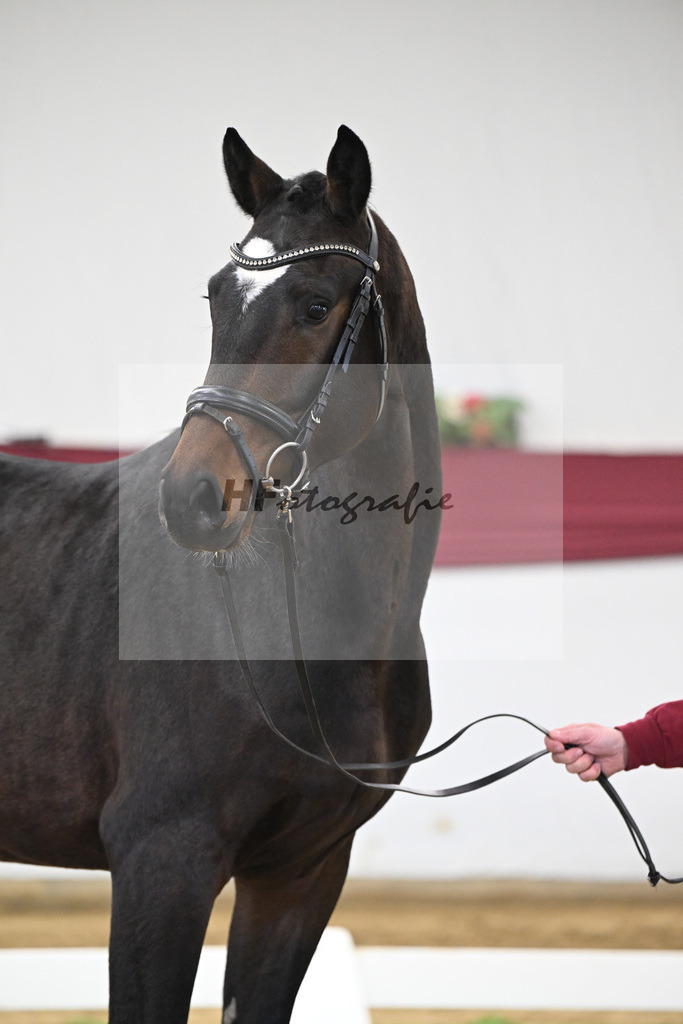 Kat-Nr. 28 Vidar x Zoom_Willi Schneider_47250921 | hf-fotografie - Realisiert mit Pictrs.com