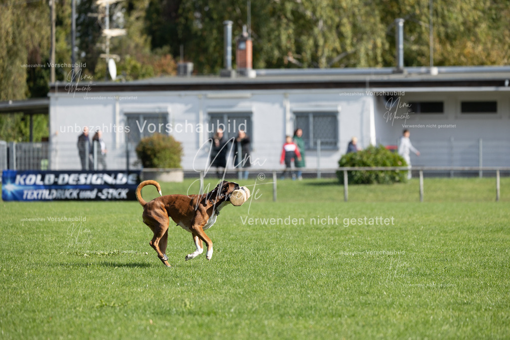 _16A6931 | Einzigartige Fotos von Hunden & Menschen –Actionfotos, Portraits, Vereinsaufnahmen & Paarshootings – authentisch, lebendig & mit Herz.