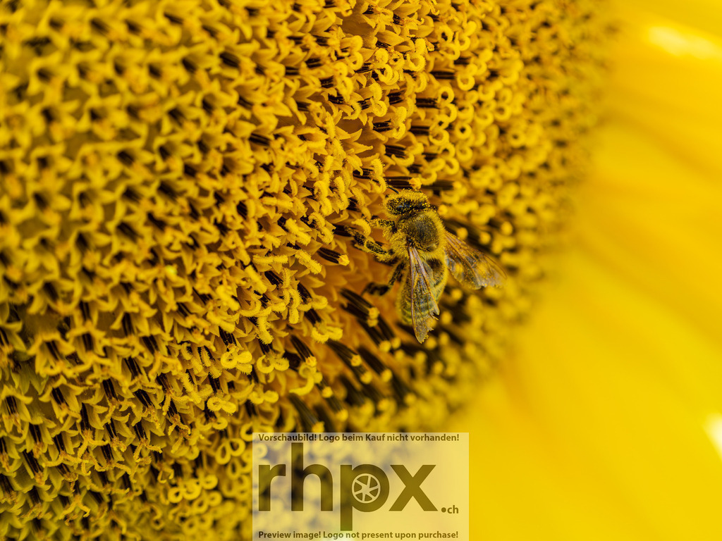 Nahaufnahme Sonnenblume | Stimmungsvolle Fotokunst aus Luzern. Erlebe den Pilatus, den See und die Stadt Luzern in exklusiven Aufnahmen in der Fotogalerie & Shop. - Realisiert mit Pictrs.com