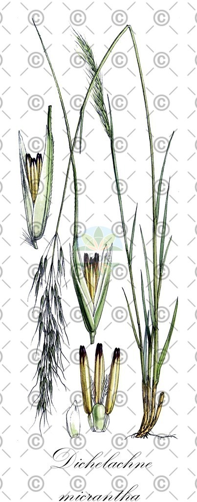 HistAbb_wfo-4000011412_2_ENZY_Simple | Historische Abbildung von Dichelachne micrantha - Poaceae | Historical Illustration of Dichelachne micrantha - Poaceae