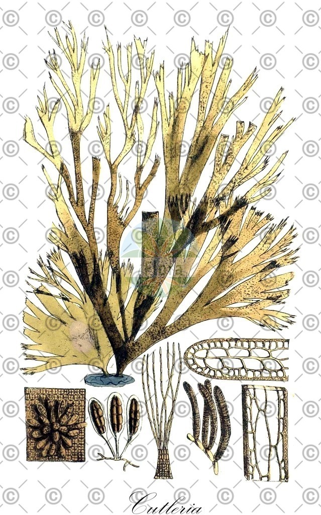 HistAbb_7NV2L_3_ENZY_Simple | Historische Abbildung von Cutleria - Cutleriaceae (0) | Historical Illustration of Cutleria - Cutleriaceae (0)