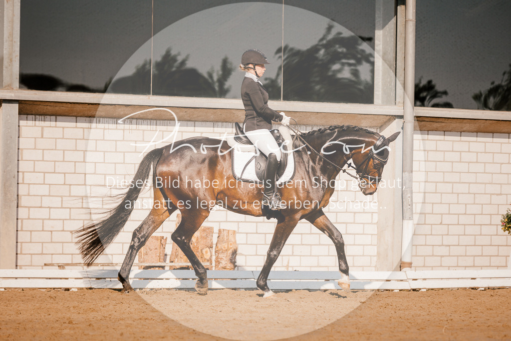 3I6A8606 | Stimmungsvolle Portraits und Reitsportfotografie im Ruhrgebiet und im Münsterland.

Pferdefotografie, Hundefotografie, Tierfotografie, Reportagen, Portraits von Tier und Mensch, Turnierfotografie in Bochum, Recklinghausen, Marl, Haltern am See, Dülmen.. - Realisiert mit Pictrs.com