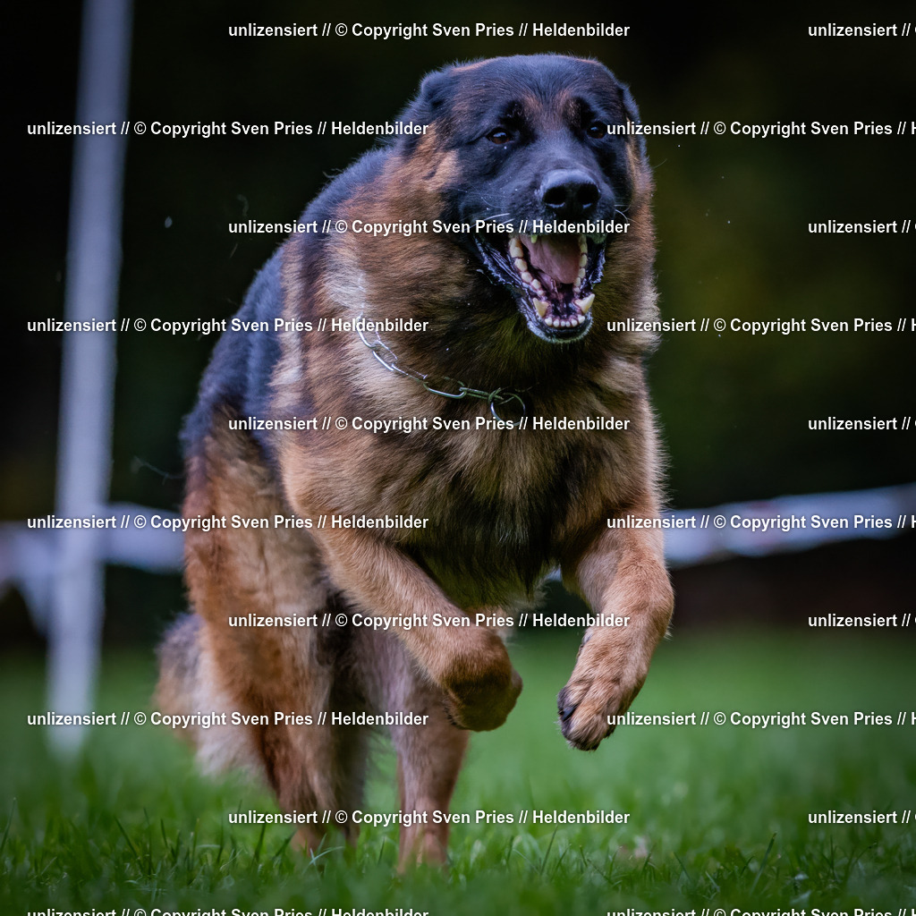 Sven Pries | 2024-10-19 - Hunderennen Ober-Grombach - Realisiert mit Pictrs.com