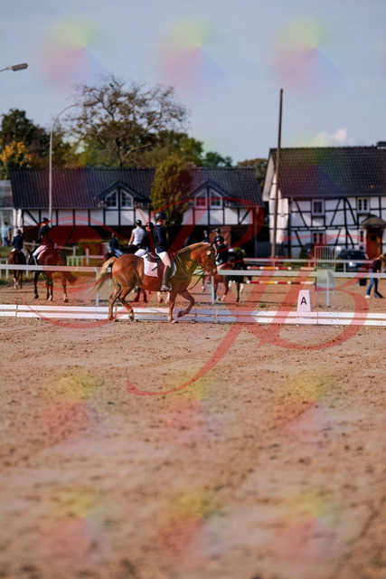2026_10_03_Siefer-Hof_120057_Z81_03172458 | Professionelle Reitsport-, Turnier- und Eventfotografie von Robert Broda. Galerien mit ausgewählten und bearbeiteten Bildern direkt online ansehen und bestellen.
