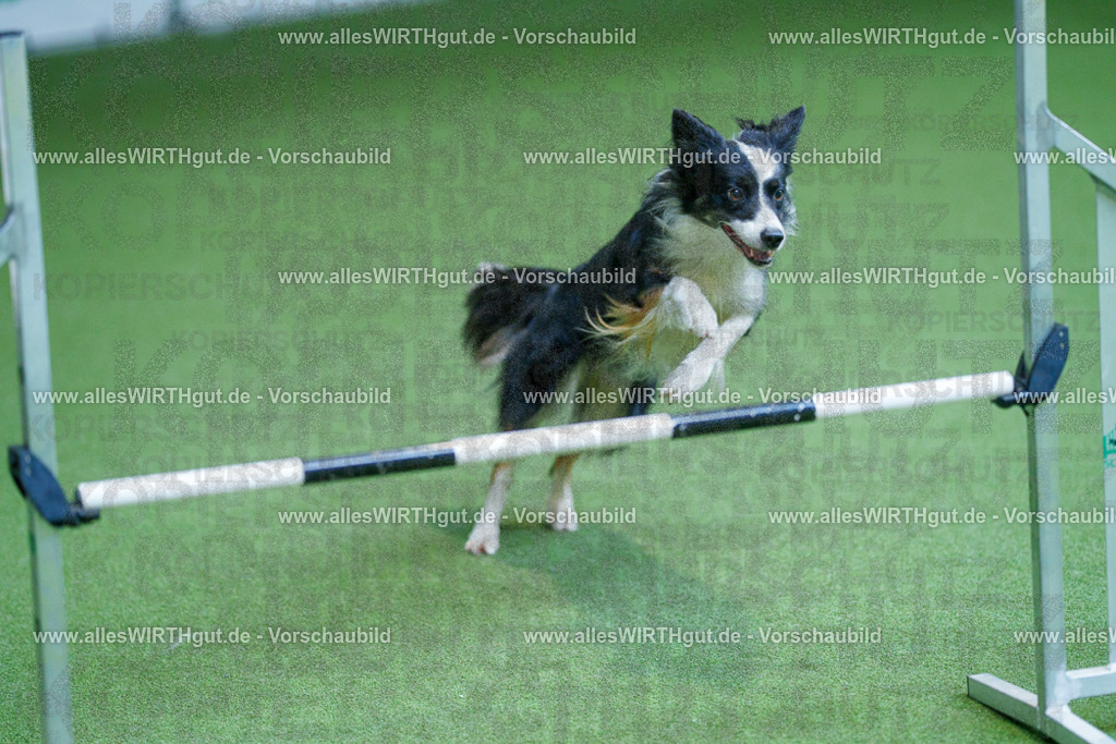 @allesWIRTHgut_Tierfotografie - www.allesWIRTHgut.de - 2604261344-7R502558 | Professionelle Tierfotografie in Mönchengladbach von Daniel Wirth (allesWIRTHgut). Liebevolle & natürliche Bilder von Hunden & Katzen für unvergessliche Erinnerungen.