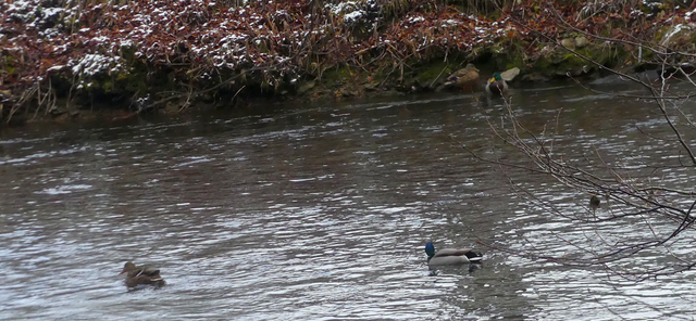 Enten am und im Fluss | Verkauf von Fotos und  Videoclips zumThema Natur.Motive sind Pflanzen, Tiere, Landschaftenund Wetter - Realisiert mit Pictrs.com