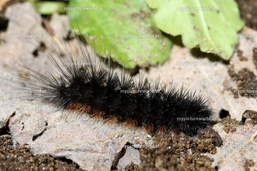Arctia aulica-001 | Das Bilderarchiv über Tiere, Planzen und Landschaften. In der Bilddatenbank finden Sie ein große Auswahl an hochwertigen Bilder für Ihre Werbung - Realisiert mit Pictrs.com