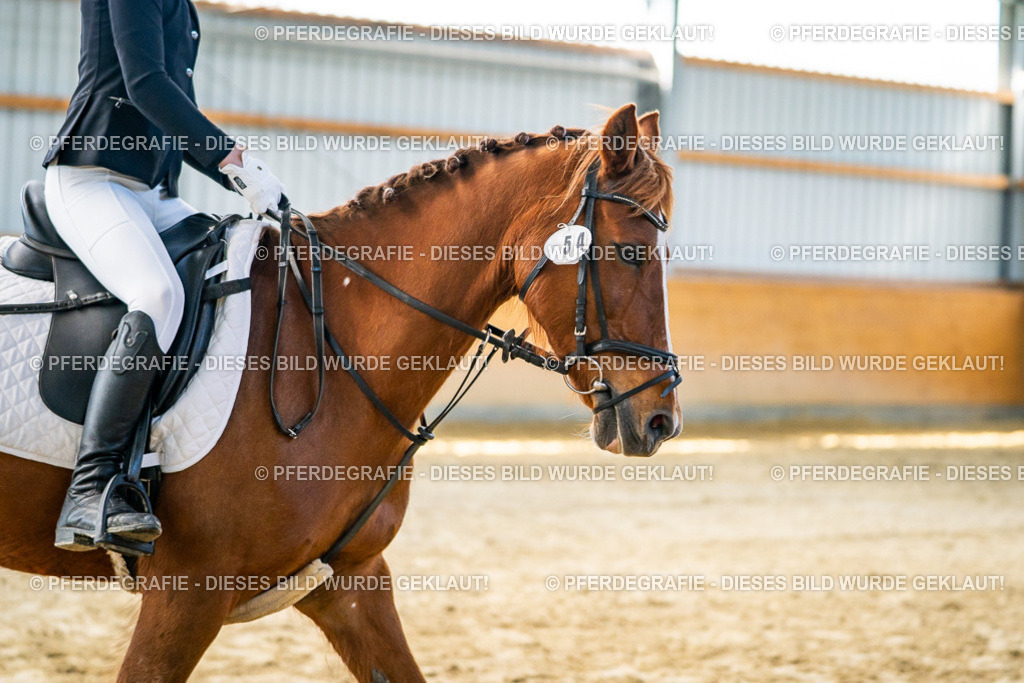 DSC01609 | Pferdegrafie