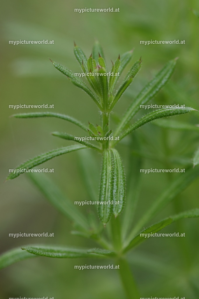 Kletten-Labkraut-004 | Das Bilderarchiv über Tiere, Planzen und Landschaften. In der Bilddatenbank finden Sie ein große Auswahl an hochwertigen Bilder für Ihre Werbung - Realisiert mit Pictrs.com