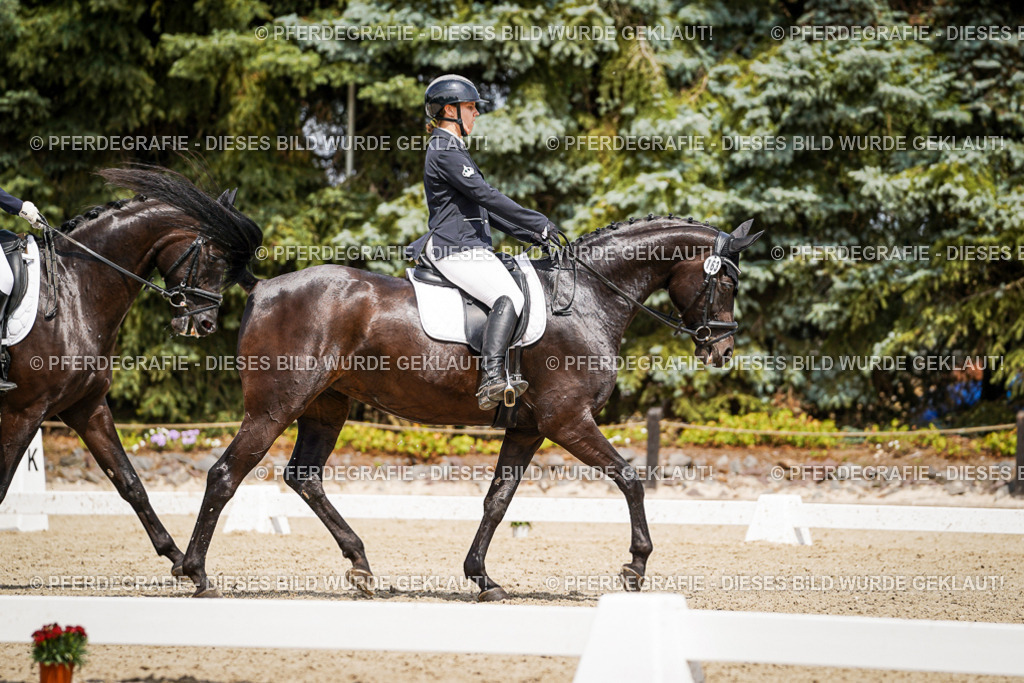 DSC02745 | Pferdegrafie