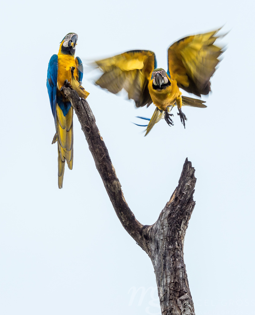 Wilde Gelbbrustaras im Pantanal, Brasilien | two blue-and-yellow macaws in the Brazilian Pantanal. - Realisiert mit Pictrs.com
