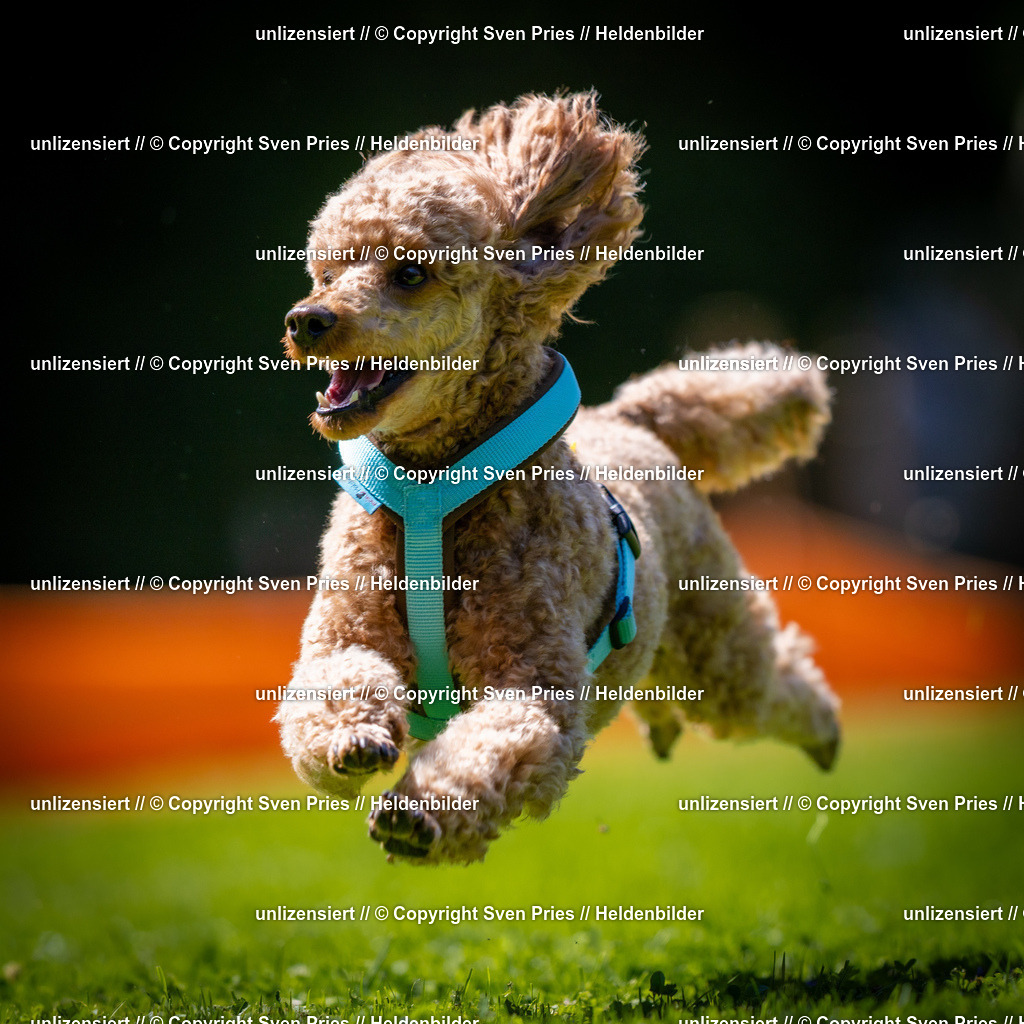 Sven Pries | 2025-08-10 - Hunderennen Durlach - Realisiert mit Pictrs.com