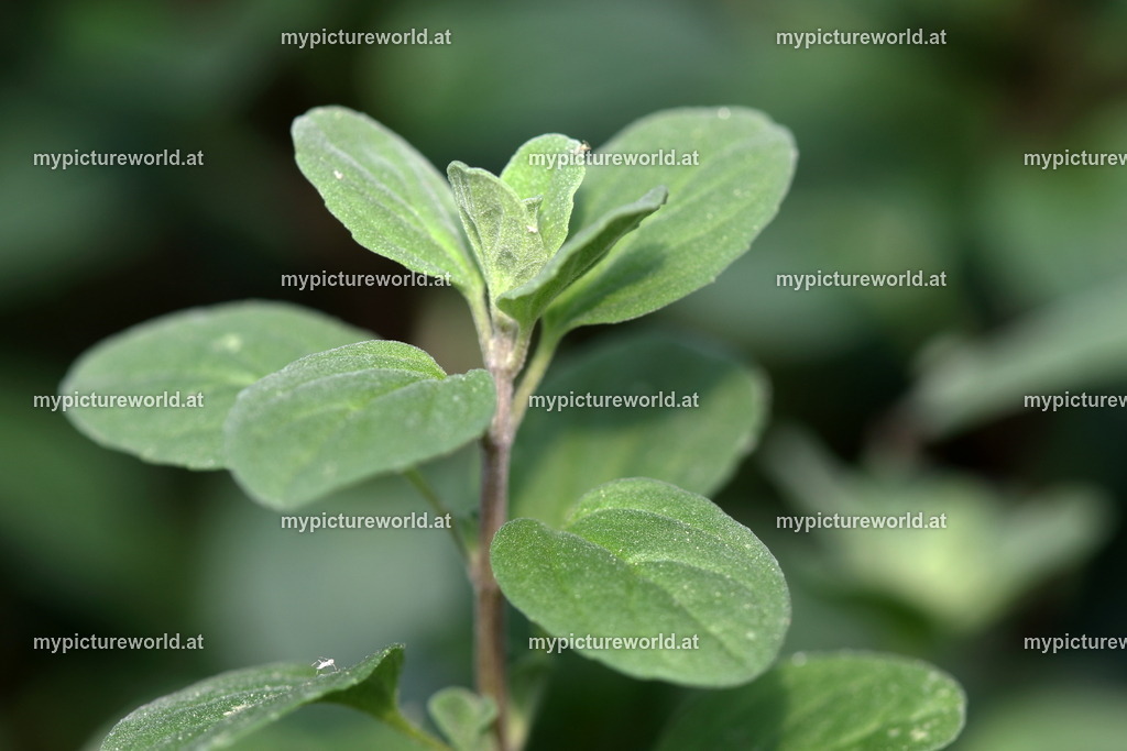 Majoran-001 | Das Bilderarchiv über Tiere, Planzen und Landschaften. In der Bilddatenbank finden Sie ein große Auswahl an hochwertigen Bilder für Ihre Werbung - Realisiert mit Pictrs.com