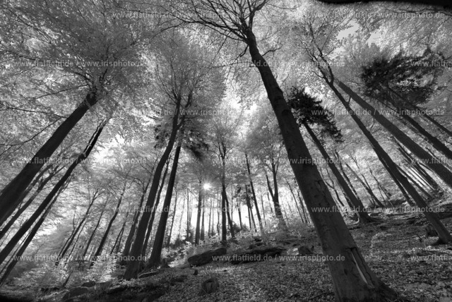 Herbstwald im Morgenlicht in der Pfalz (sw) | Gesehen im Pfälzer Wald