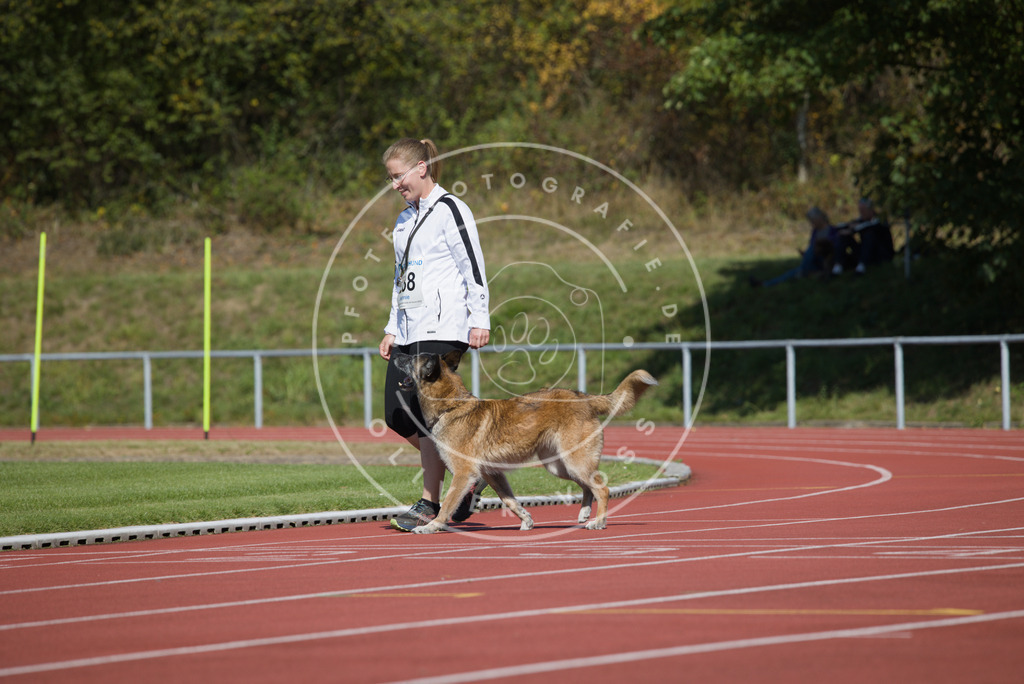 0L8A2570 | Hundefotografie, Tierfotograf, Pfotenfotografie, Fotoshooting Hund, Hunde Portrait, Hundesport, Hundeportraits, Heideshooting, Hunde, Sportfotograf, Hundefotograf, Turnierhundsport, THS,  - Realisiert mit Pictrs.com