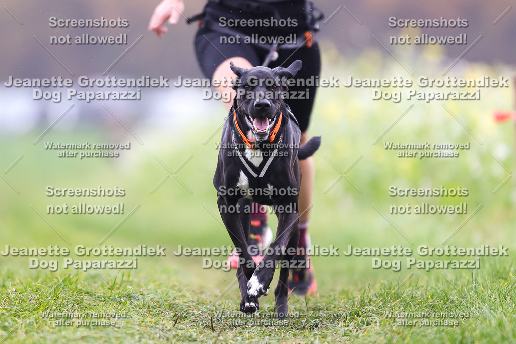Dog Paparazzi - Visbeck 25 -816 | Dog Paparazzi Jeanette Grottendiek Fotografie & Videografie - Realisiert mit Pictrs.com