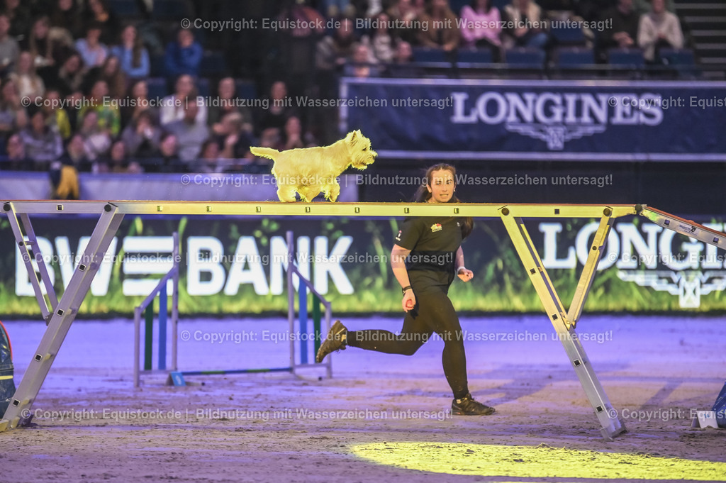 20231115_Dog-Agility_0071_TOMsPiC | Foto: Thomas Hartig