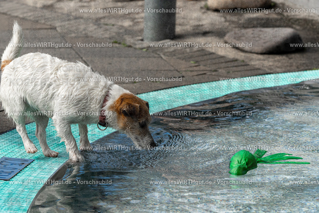 Hundeschwimmen_Volksbad_2026-allesWIRTHgut_Tierfotografie-2609061504-FAY07092 | Professionelle Tierfotografie in Mönchengladbach von Daniel Wirth (allesWIRTHgut). Liebevolle & natürliche Bilder von Hunden & Katzen für unvergessliche Erinnerungen.