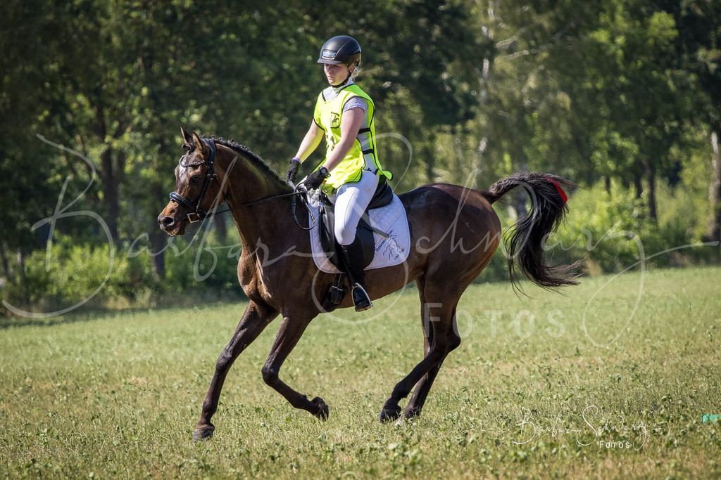 CJP_2026-06-26_177 | Stimmungsvolle Fotografie von Pferden, fotografische Begleitung von Veranstaltungen, Golfturnieren und Distanzritten - Realisiert mit Pictrs.com