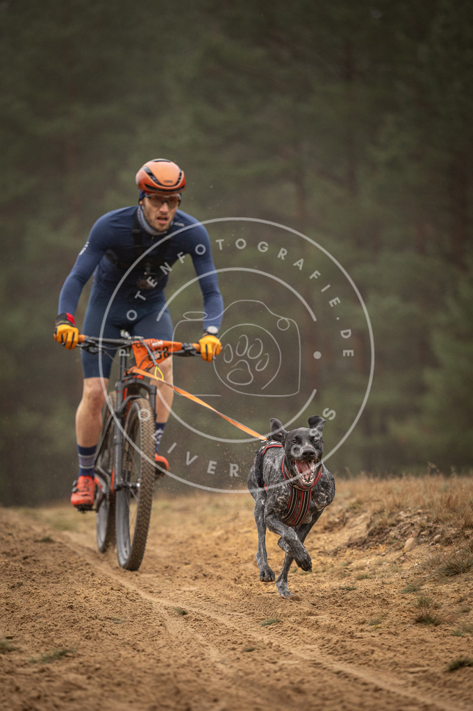 Pfotenfotografie_DV3A2414 | Hundefotografie, Tierfotograf, Pfotenfotografie, Fotoshooting Hund, Hunde Portrait, Hundesport, Hundeportraits, Heideshooting, Hunde, Sportfotograf, Hundefotograf, Turnierhundsport, THS,  - Realisiert mit Pictrs.com