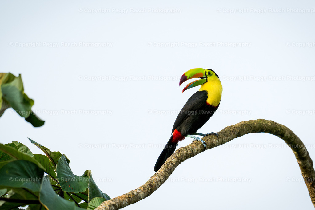 Tukan groß (4 von 9) | PeggyRaschPhotography - Realisiert mit Pictrs.com