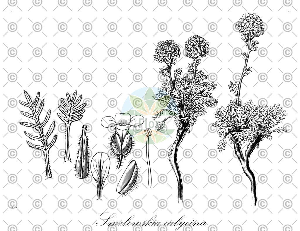 HistAbb_EMP_49824_1_FloraD_Simple | Historische Abbildung von Smelowskia calycina - Brassicaceae | Historical Illustration of Smelowskia calycina - Brassicaceae