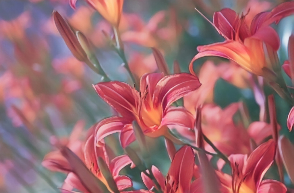 Flowers | Kaufen sie online außergewöhnliche Fotografien auf Leinwand Acrylglas Fotoprint Aludibond von holgerweigeltfotografie - Realisiert mit Pictrs.com