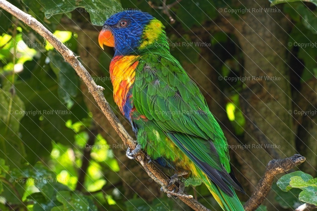Papagei2 | Regenbogen Lori - Realisiert mit Pictrs.com