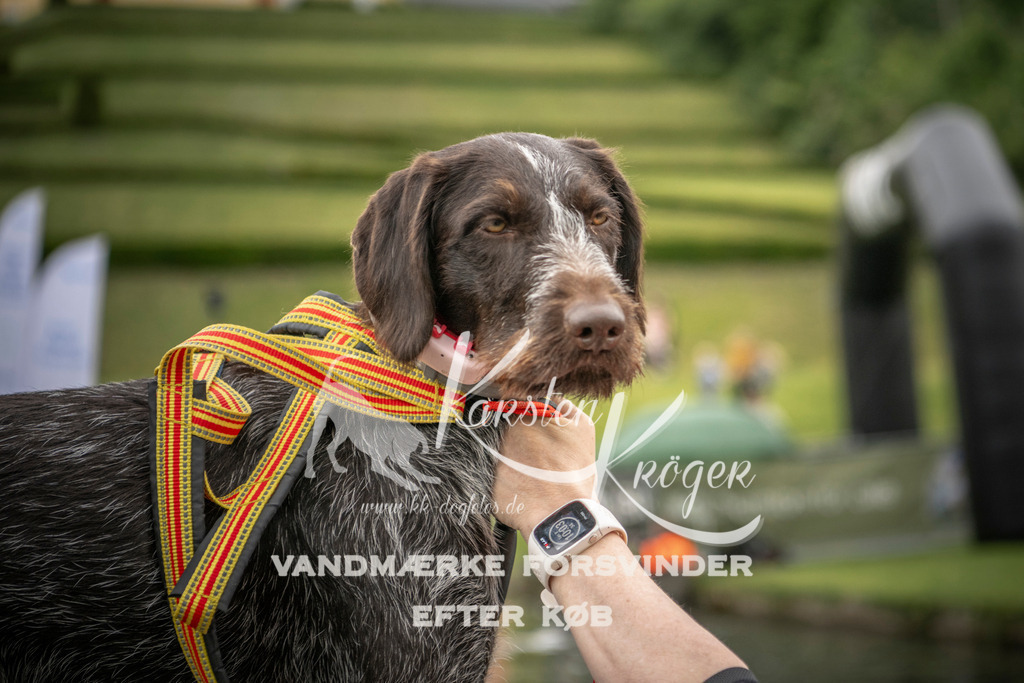 1001_ZZ93663 | kk-dogfotos