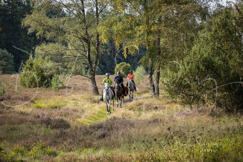 DdLH-WehlenerHeide_2025-09-20_15 | Fotografie, Veranstaltungs-Fotografie, Pferde-Fotografie, Landschafts-Fotografie, Reise-Fotografie - Realisiert mit Pictrs.com