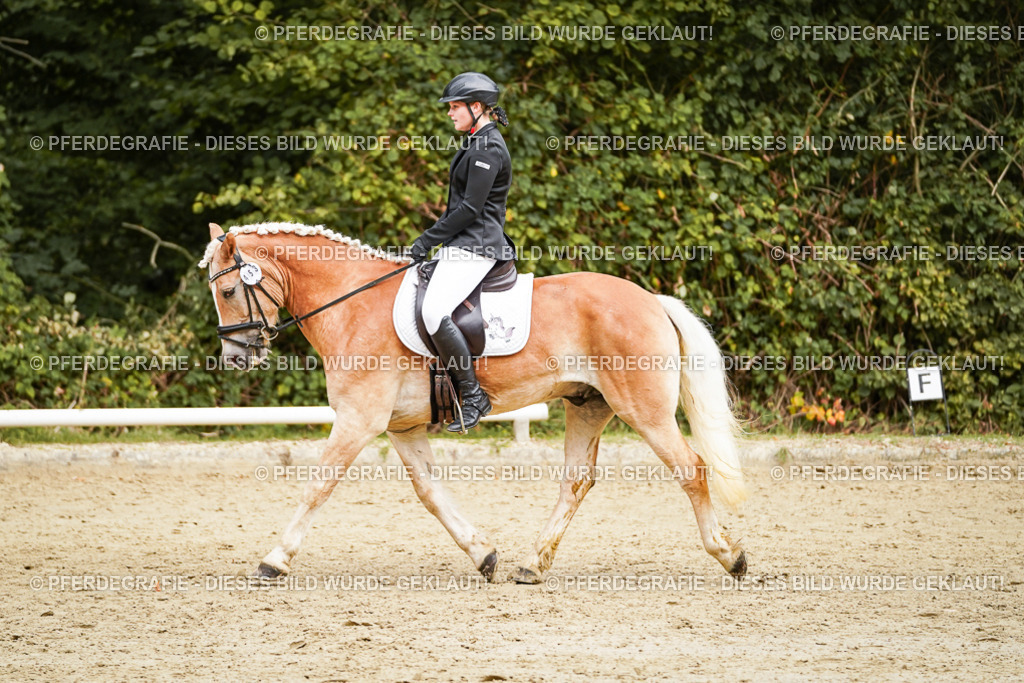 DSC00149 | Pferdegrafie