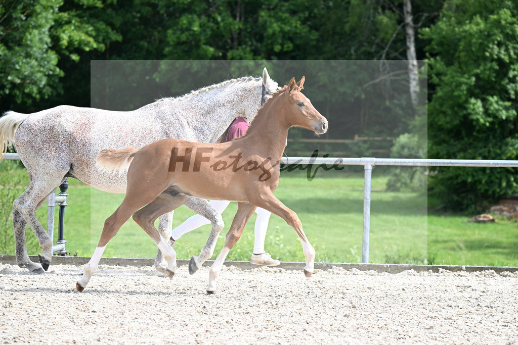 Kat-Nr. 7 Esmeraldo x Balou du Rouet_HF_Reulein_17250715 | hf-fotografie - Realizzato con Pictrs.com