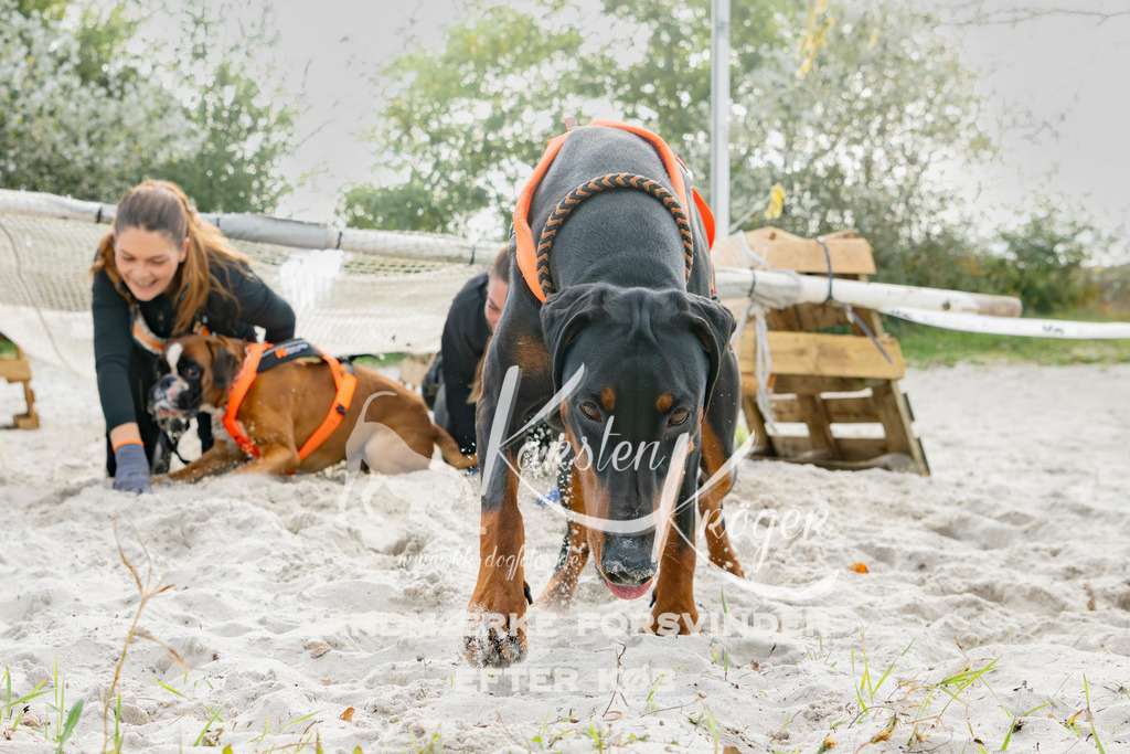 1305_ZZ94723 | kk-dogfotos