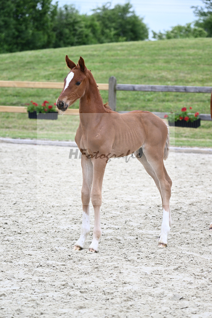 Kat-Nr. 40 HF DSP Feliciano_Eder_17230459 | hf-fotografie - Realizzato con Pictrs.com