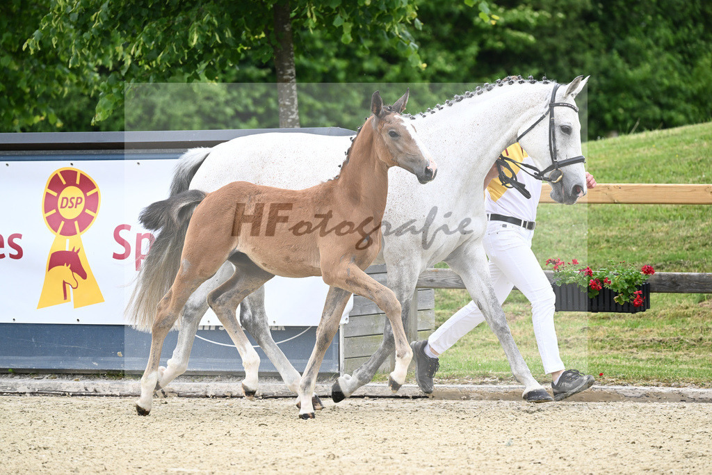 Kat-Nr. 2 HF Aganix Du Seigneur_Fischer_17230088 | hf-fotografie - Realizzato con Pictrs.com