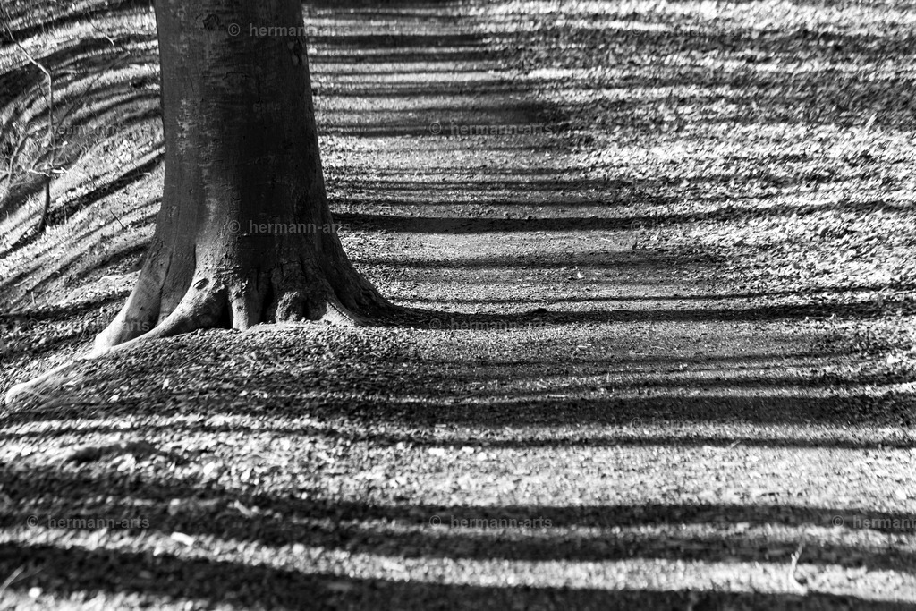 Trees_fine_Art_0020 | Photo Foto Kunst Art schwarzweiss Bilder Rheine Münster Berlin Blumen 