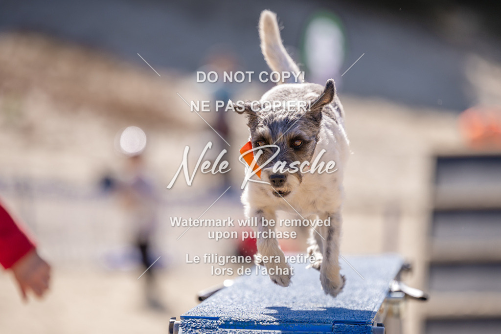 NR__0950 | nelerasche