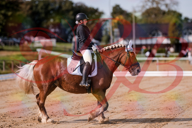 2026_10_03_Siefer-Hof_114106_Z81_83980540 | Professionelle Reitsport-, Turnier- und Eventfotografie von Robert Broda. Galerien mit ausgewählten und bearbeiteten Bildern direkt online ansehen und bestellen.