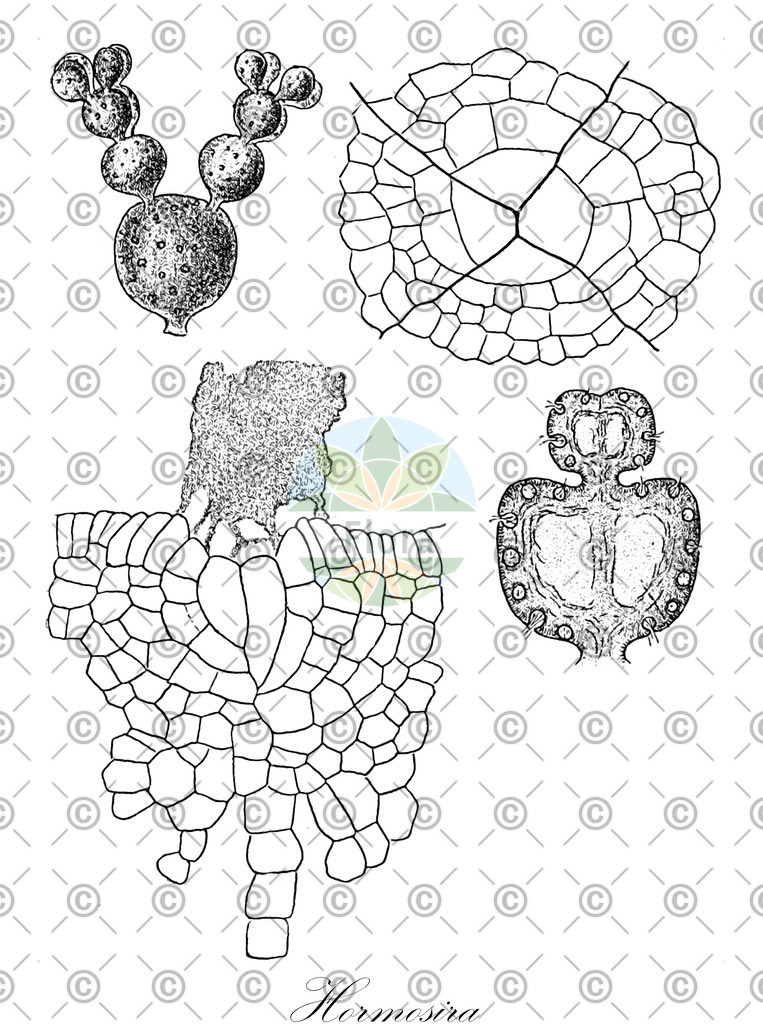 HistAbb_wfo-0000724759_1_ENZY_Simple | Historische Abbildung von Hormosira - Hormosiraceae (0) | Historical Illustration of Hormosira - Hormosiraceae (0)