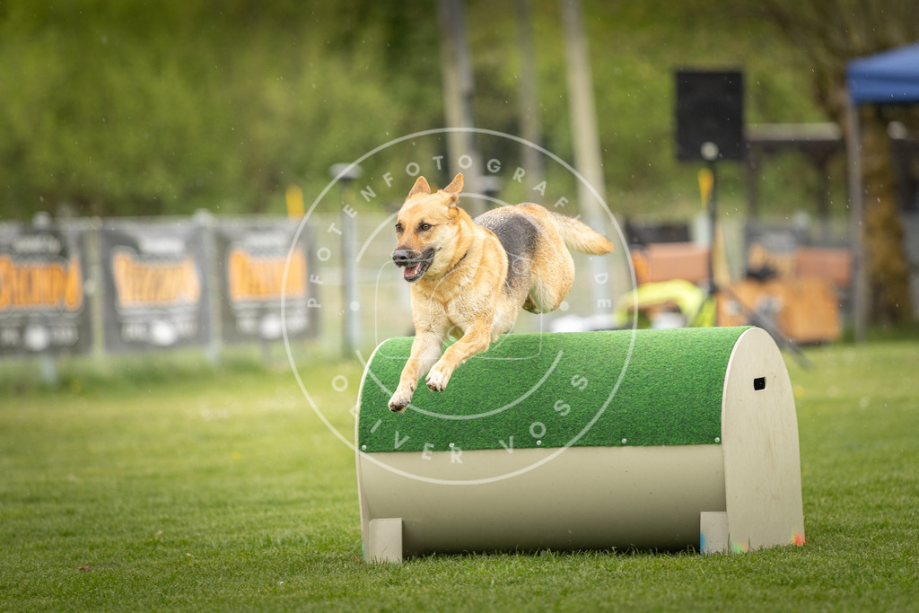 Pfotenfotografie_DV3A3452 | Hundefotografie, Tierfotograf, Pfotenfotografie, Fotoshooting Hund, Hunde Portrait, Hundesport, Hundeportraits, Heideshooting, Hunde, Sportfotograf, Hundefotograf, Turnierhundsport, THS,  - Realisiert mit Pictrs.com