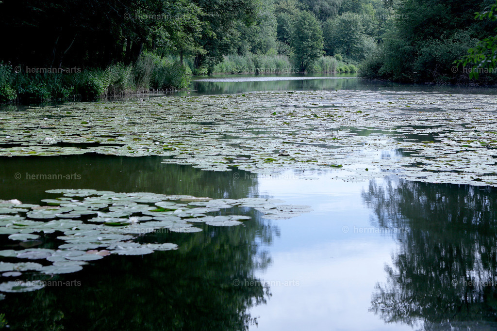 Bagno_09_07_24_DPP-54 | Photo Foto Kunst Art schwarzweiss Bilder Rheine Münster Berlin Blumen 
