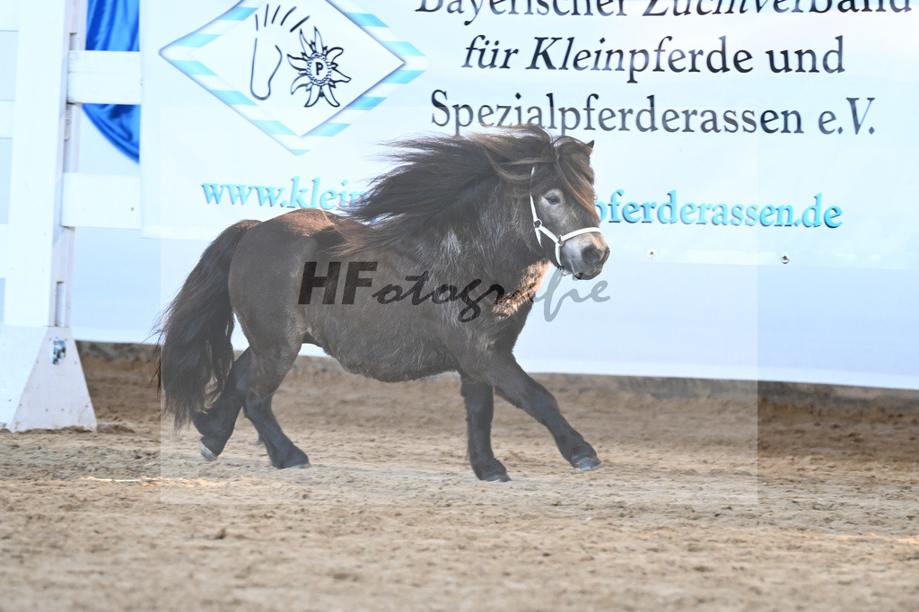 Kat-Nr. 23 Sky van de Groenkamp v. Evian v d Vaarhorst_Burghartswieser_9260597 | hf-fotografie - Realisiert mit Pictrs.com