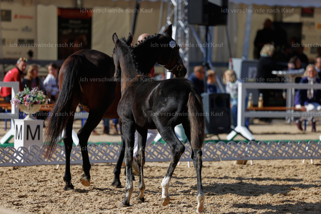 _AM19120 | working equitationturnier fotograf videograf stoibphotography marixx film working equitation deutschland reitsport turnierfotografie eventfotografie equestrian events