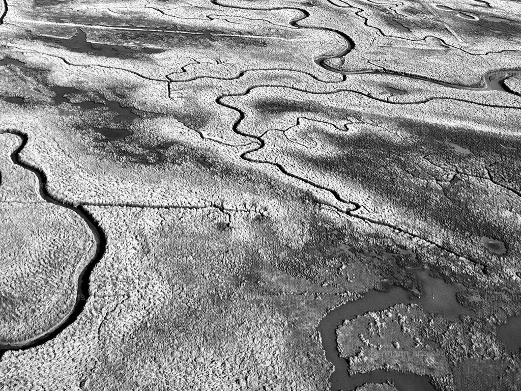 Hermann-Arts_social_media_003 | Photo Foto Kunst Art schwarzweiss Bilder Rheine Münster Berlin Blumen 