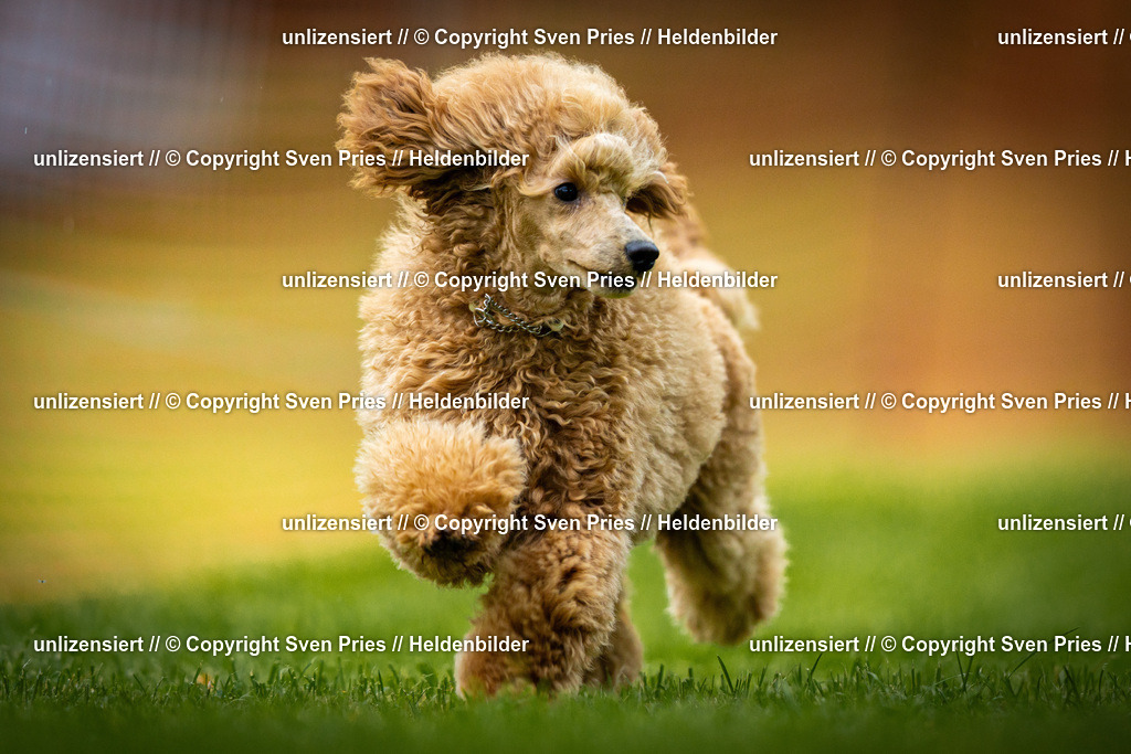 Sven Pries | 2025-09-21 - Hunderennen Baden-Oos - Realisiert mit Pictrs.com